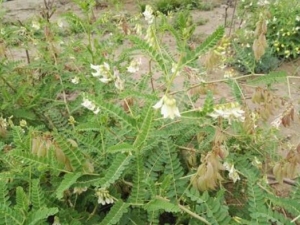 �ζ�����ɢ���� �ζ�����ɢ��Ч �ζ�����ɢ��������