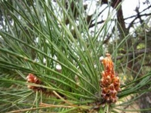 ɽ�ƶ��ٵĹ�Ч������ ɽ�ƶ��ٵ��÷�����