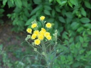 ɽ���յĹ�Ч������ ɽ���յ��÷�����