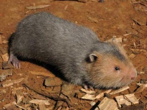 �����͵Ĺ�Ч������ �����͵��÷�����