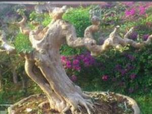 ɽ��÷�Ĺ�Ч������ ɽ��÷���÷�����