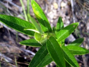 �����ҵĹ�Ч������ �����ҵ��÷�����