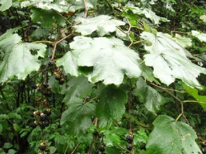 ɽ���ֵĹ�Ч������ ɽ���ֵ��÷�����