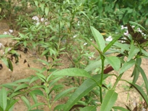 ɽ�ǹǵĹ�Ч������ ɽ�ǹǵĸ���