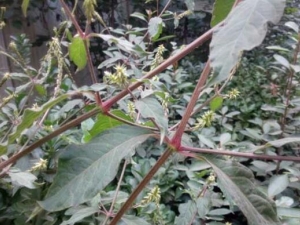 ɽ�Ȳ˵Ĺ�Ч������ ɽ�Ȳ˵ĸ�������