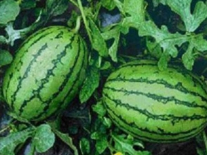 �������ϵ�Ӫ����ֵ �������ϵ�ʳ�÷���