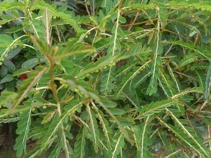 ����ݵĹ�Ч������ ����ݶ��Ҹλ����кô���