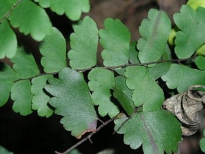 �������ާ�Ĺ�Ч������ �������ާ���÷�����