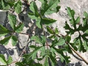 ��Ž���Ĺ�Ч������ ��Ž�����÷�����