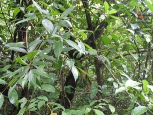 ľ���ӵĹ�Ч������ ľ���ӵ��÷�����