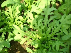 ��ݤ�˵Ĺ�Ч������ ��ݤ�˵��÷�����