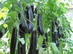 ������Ĺ�Ч������ ��������÷�����