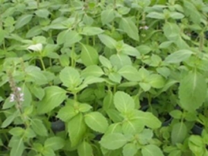 ʥ���յĹ�Ч������ ʥ���յĸ���