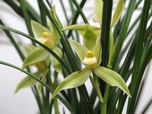 ���ܿ����Է����ֲ������Щ ���˷����ڵ�1�ʻ�