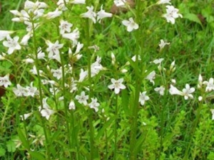 �����ݵĹ�Ч������ �����ݵĸ�������