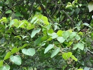 ���Ƥ��ҩ�Ĺ�Ч������ ���Ƥ��ҩ�ĸ���