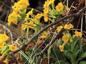 �ɴ��ߵĹ�Ч������ �ɴ��ߵ��÷�����