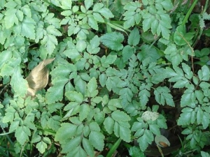 ��Ҷ�����Ĺ�Ч������ ��Ҷ�������÷�����