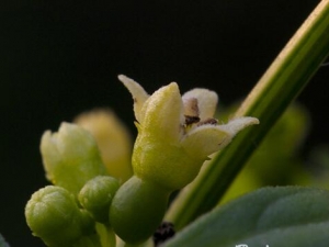 ť�ӹϵĹ�Ч������ ť�ӹϵĸ�������