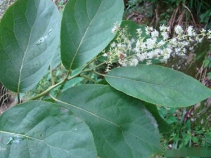 ������Ĺ�Ч������ ��������÷�����