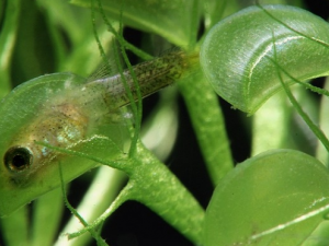 ��������Щʳ�ý��� ���Ե����ѿ�����Ŷ