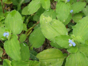 �Է���Ҷ���Ĵ�ô� ��Щ������ٳԷ���Ҷ