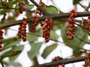 ������ˮ�ȹ�Ч�� ������ˮ�ȵĽ�������Щ