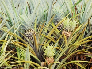 ���ܵ�ʳ�÷��� �и��ܳԲ�����