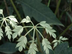 ����ͨƤ�Ĺ�Ч������ ����ͨƤ���÷�����