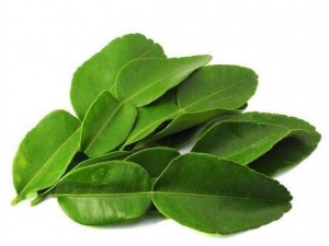 ����Ҷ�Ĺ�Ч������ ����Ҷ�ĸ�������