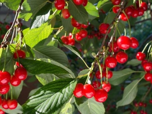 ��ʲôˮ���������� ����ˮ������Щ