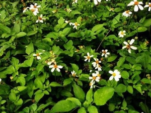 �׻�����ݵĹ�Ч������ �׻�����ݵĸ���