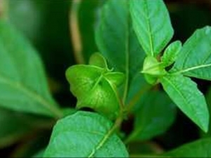 ��ǧ���Ĺ�Ч������ ��ǧ�����÷�����