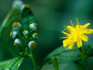 ����ӵĹ�Ч������ ����ӵ��÷�����