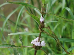 ����ݵĹ�Ч������ ����ݵĸ���