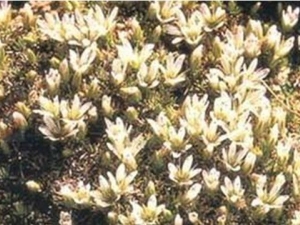 ��ԭ��׺�Ĺ�Ч������ ��ԭ��׺���÷�����