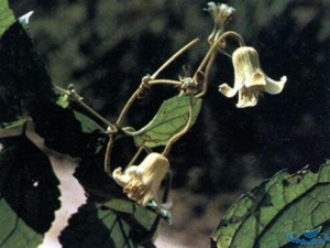 ëľͨ�Ĺ�Ч������ ëľͨ�ĸ���