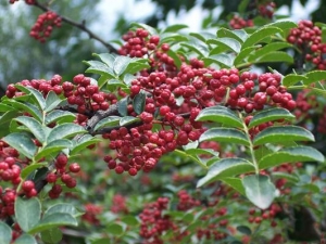 �Ի�����ʲô�ô� ����������ʲô����