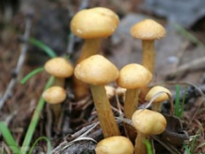 ���꿨���ܳ�ʲô ��Щ�˲��ܳ��꿨