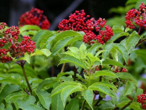 �컨���β��鷽 һ�𿴿��컨�Ĺ�Ч��