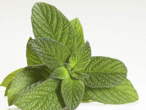 �ƺְߵ�����ƫ�� С�������θ��߻ƺְ�