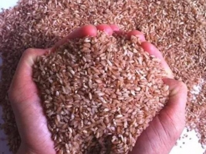 ����������Ѫ��ʲô�� Ů��Ӧ������̲�