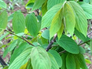 ���ն���Ĺ�Ч������ ���ն���ĸ���