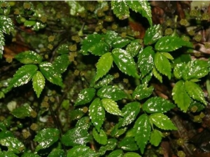 ɽ���ݵĹ�Ч������ ɽ���ݵĸ�������