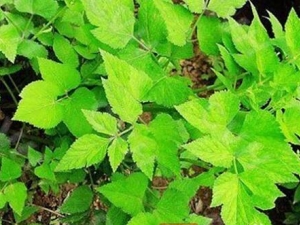 ɽ���۵Ĺ�Ч������ ɽ���۵ĸ���