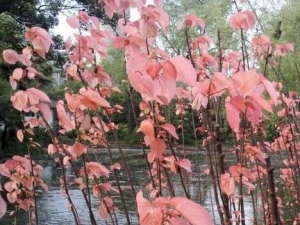 ɽ��˵Ĺ�Ч������ ɽ��˵��÷�����