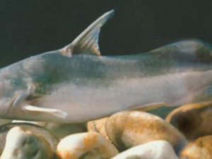 �d��_�d��Ĺ�Ч����|�÷�����