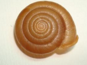 ��ţ��_��ţ�ǵĹ�Ч|��������