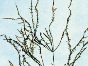 �����_�����Ĺ�Ч|�÷�����