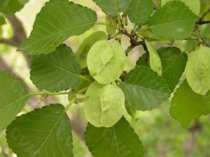 ����Ĺ�Ч������ ������÷�����